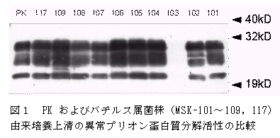 図1 PK およびバチルス属菌株