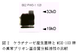 図2 ケラチナーゼ産生菌株とMSK-103 株 の異常プリオン蛋白質分解活性の比較