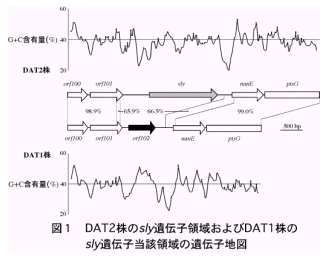 図1.DAT2株のsly遺伝子領域およびDAT1株のsly遺伝子の当該領域の遺伝子地図