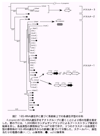 図2.16S rRNA遺伝子に基づく系統樹上での各遺伝子型の分布