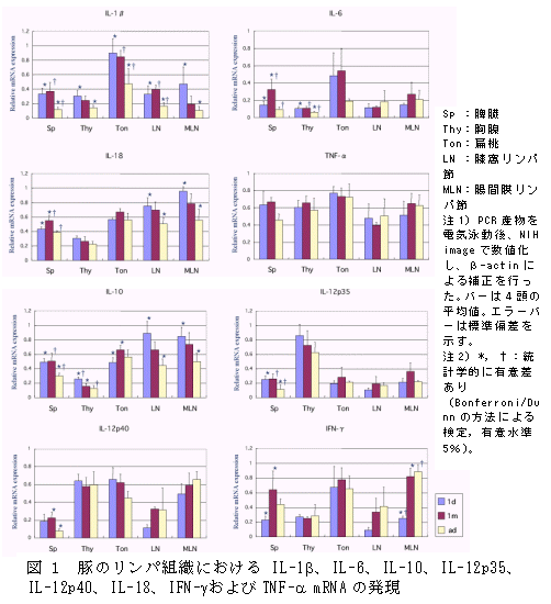 図1 豚のリンパ組織におけるIL-1 、IL-6、IL-10、IL-12p35、 IL-12p40、IL-18、IFN- およびTNF- mRNA の発現