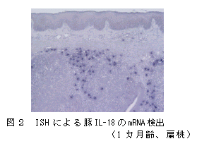 図2 ISH によるブタIL-18 のmRNA 検出