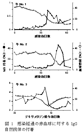 図1 感染経過の赤血球に対するIgG 自然抗体の付着