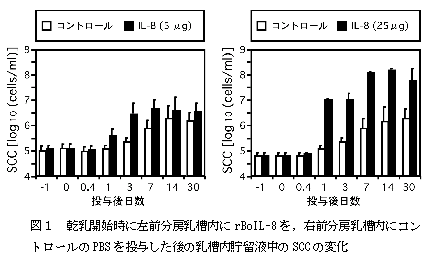 図1 乾乳開始時に左前分房乳槽内にrBoIL-8 を,右前分房乳槽内にコン トロールのPBS を投与した後の乳槽内貯留液中のSCCの変化