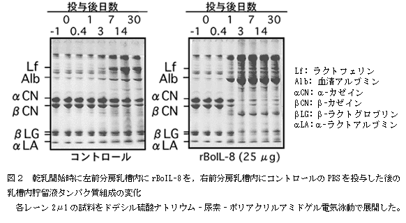 図2 乾乳開始時に左前分房乳槽内にrBoIL-8 を,右前分房乳槽内にコントロールのPBS を投与した後の乳槽内貯留液タンパク質組成の変化