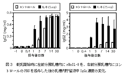 図3 乾乳開始時に左前分房乳槽内にrBoIL-8 を,右前分房乳槽内にコン トロールのPBS を投与した後の乳槽内貯留液中IgG2濃度の変化.