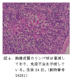 図4.胸腺皮質のリンパ球は著減し ており、免疫不全を示唆して いる。生後24 日。