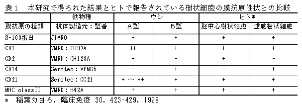 表1 本研究で得られた結果とヒトで報告されている樹状細胞の膜抗原性状との比較