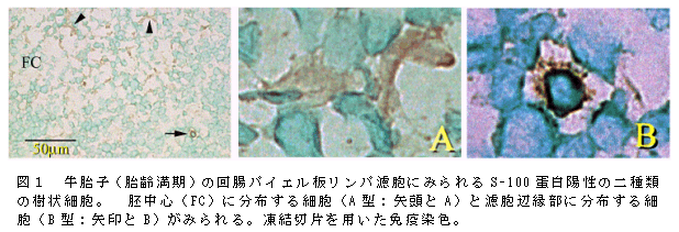 図1 牛胎子(胎齢満期)の回腸パイエル板リンパ濾胞にみられるS-100 蛋白陽性の二種類 の樹状細胞。