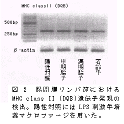 図2 腸間膜リンパ節における MHC class II (DQB)遺伝子発現の 検出。陽性対照にはLPS 刺激牛培 養マクロファージを用いた。