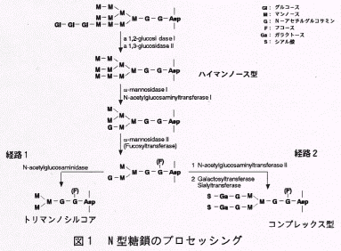 図1.N型糖鎖のプロセッシング