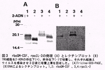 図3.rboGM-CSF、rpoIL-2の発現(A)とレクチンブロット(B)