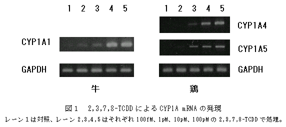 図1 2,3,7,8-TCDD によるCYP1A mRNA の発現