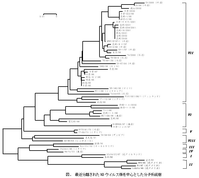 図. 最近分離されたNDウイルス株を中心とした分子系統樹