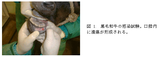 図1. 黒毛和牛の感染試験。口腔内に潰瘍が形成される。