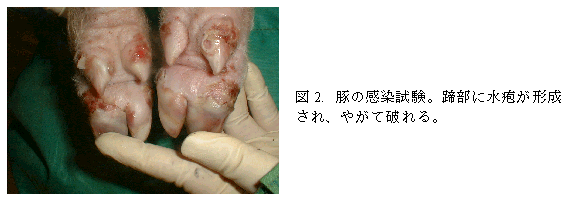 図2. 豚の感染試験。蹄部に水疱が形成され、やがて破れる。