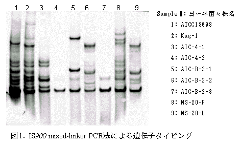 図1. IS900 mixed-linker PCR法による遺伝子タイピング