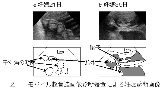 図1.モバイル超音波画像診断装置による豚の妊娠診断画像
