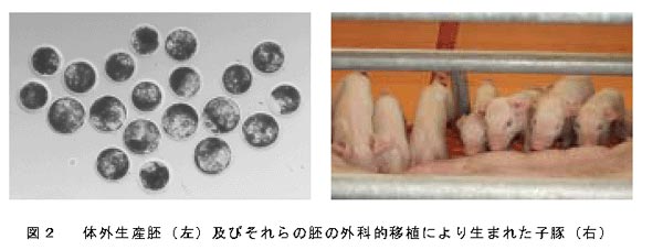 図2 体外生産杯及びそれらの胚の外科的移植により生まれた子豚