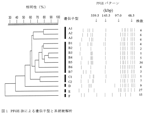 図1 PFGE法による遺伝子型と系統樹解析