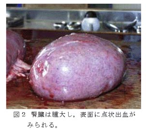 図2 腎臓は腫大し,表面に点状出血が
みられる