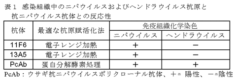 表1.感染組織中のニパウイルスおよびヘンドラウイルス抗原と抗ニパウイルス抗体との反応性