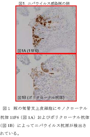図1 豚の気管支上皮細胞にモノクローナル抗体11F6(図1A)およびポリクローナル抗体(図1B)によってニパウイルス抗原が検出されている。