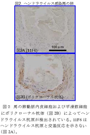 図2 馬の肺動脈内皮細胞および平滑筋細胞にポリクローナル抗体(図2B)によってヘンドラウイルス抗原が検出されている。11F6はヘンドラウイルス抗原と交差反応を示さない(図2A)。