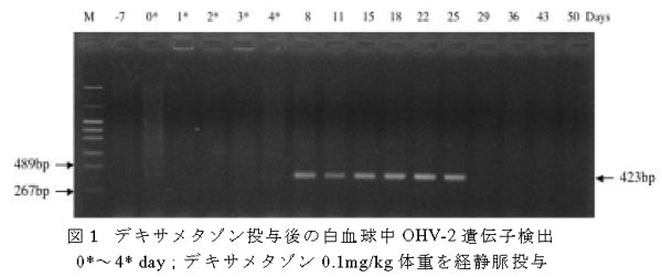 図1 デキサメタゾン投与後の白血球中OHV-2遺伝子検出
