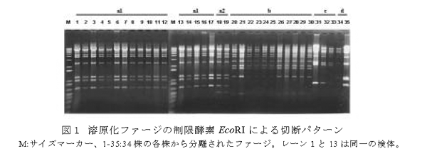 図1 溶原化ファージの制限酵素EcoRIによる切断パターン