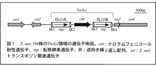 図1 S.suis194株のTnSs領域の遺伝子地図。