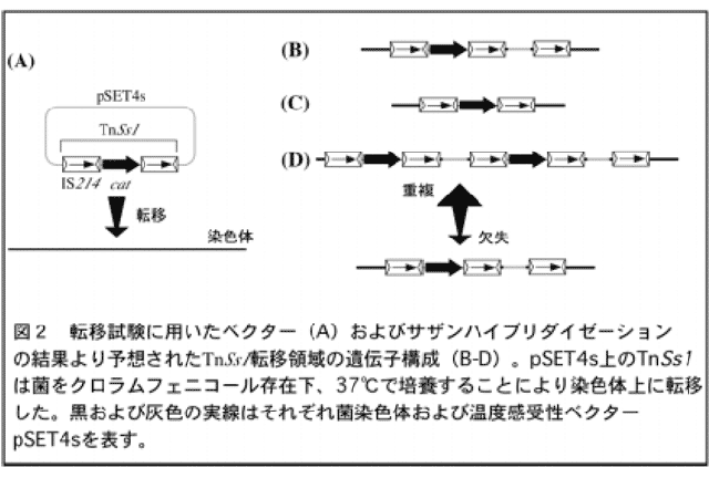 図2 転移試験に用いたベクター(A)およびサザンハイブリダイゼーションの結果より予想されたTnSs転移領域の遺伝子構成