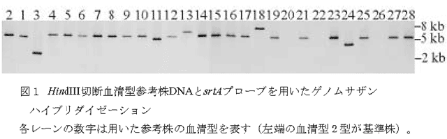 図1 HindIII切断血清型参考株DNAとsrtAプローブを用いたゲノムサザンハイブリダイゼーション
