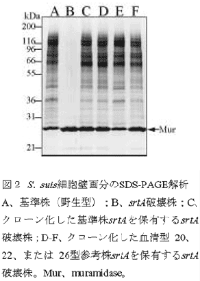 図2 S. suis細胞壁画分のSDS-PAGE解析