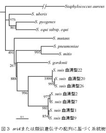 図3 srtAまたは類似遺伝子の配列に基づく系統樹