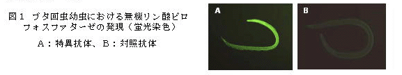 図1 豚回虫幼虫における無期リン酸ピロフィスファターゼの発現