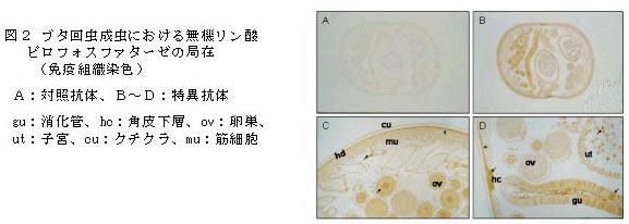 図2 豚回虫成虫における無機リン酸ピロフォスファターゼ