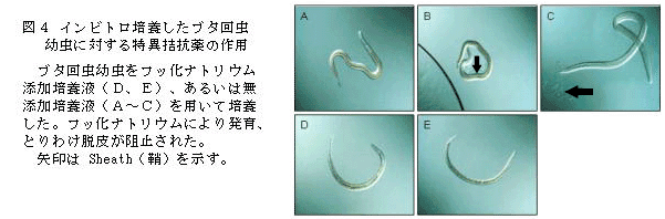 図4 インピトロ培養した豚回虫幼虫に対する特異拮抗薬の作用