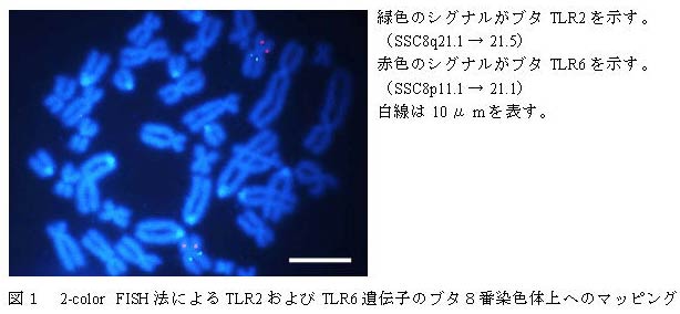 図1 2-color FISH法によるTLR2およびTLR6遺伝子のブタ8番染色体上へのマッピング