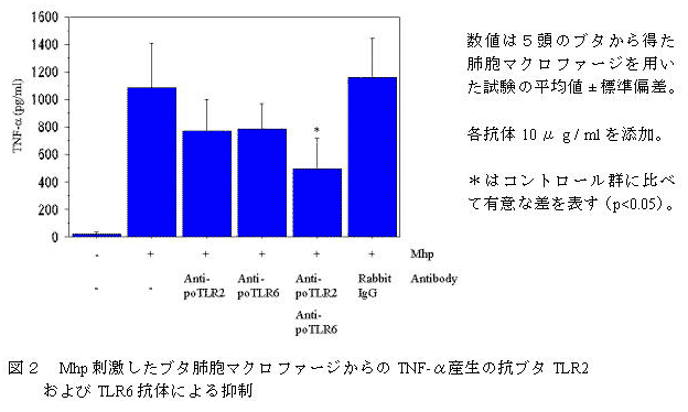 図2 Mhp刺激したブタ肺胞マクロファージからのTNF-α産生の抗ブタTLR2およびTLR6抗体による抑制