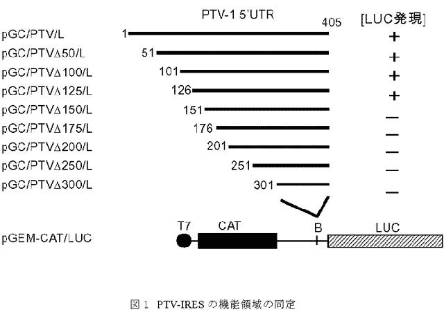 図1 PTV-IRESの機能領域の同定