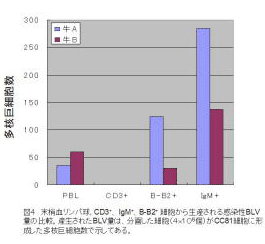 図4 末梢血リンパ球