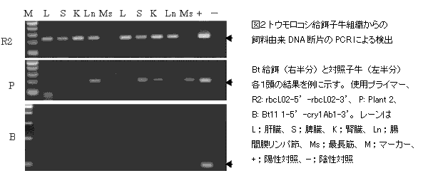 図2 トウモロコシ給餌子牛組織からの飼料由来DNA断片のPCRによる検出