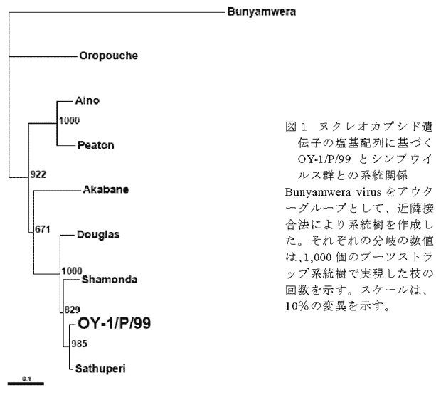 図1 ヌクレオカプシド遺伝子の塩基配列に基づくOY-1/P/99とシンブウイルス群との系統関係