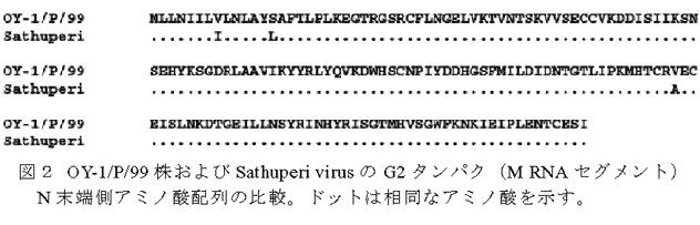 図2 OY-1/P/99株およびSathuperi virusのG2タンパク(M RNAセグメント)
N末端側アミノ酸配列の比較。ドットは相同なアミノ酸を示す。