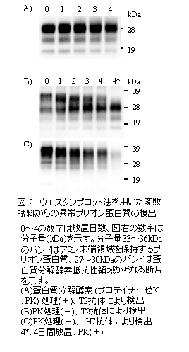 図2 ウエスタンブロット法を用いた変敗試料からの異常プリオン蛋白質の検出