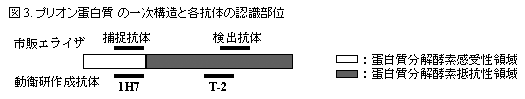 図3 プリオン蛋白質の一次構造と各抗体の認識部位