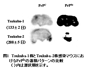 図1 Tsukuba-1株とTsukuba-2株感染マウスにおけるPrPscの蓄積パターンの比較