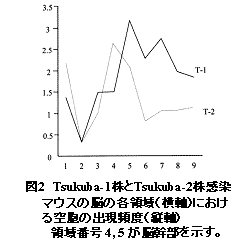 図2 Tsukuba-1株とTsukuba-2株感染マウスの脳の各領域(横軸)における空胞の出現頻度