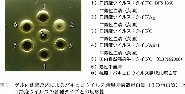 図1 ゲル内沈降反応によるバキュロウイルス発現非構造蛋白質(3D蛋白質)と 口蹄疫ウイルスの各種タイプとの反応性